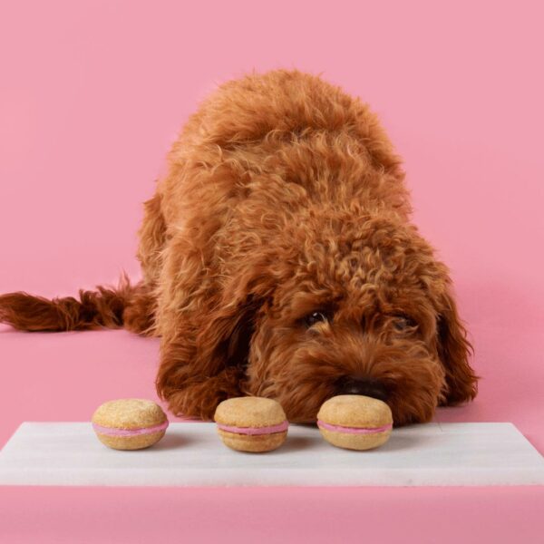 Dog Macarons (Count of 6 - window in packaging) - Image 2