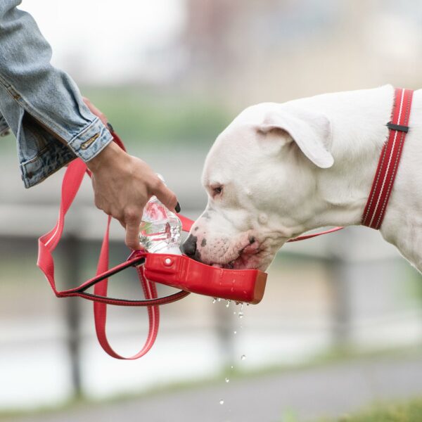 Water Bottle - Image 4