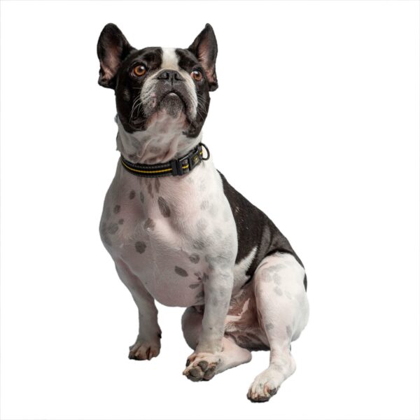 US Army Dog Collar - Dark Camo - Image 2