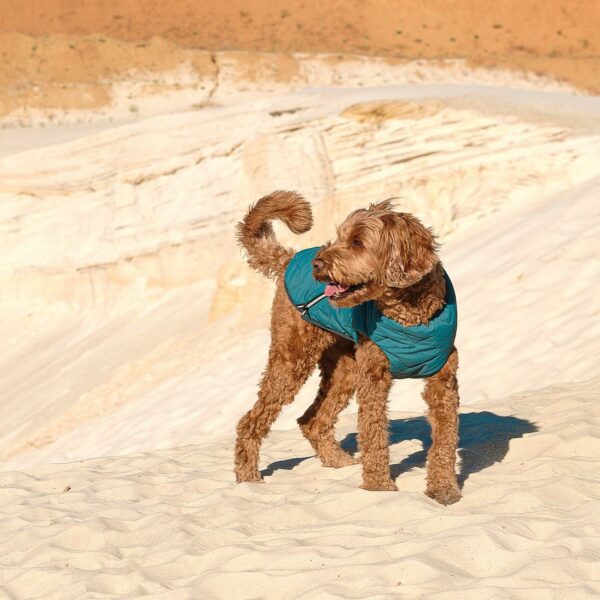 Sustainable Eco-Friendly Dog Jacket / Vest - Made in Ukraine - Image 8