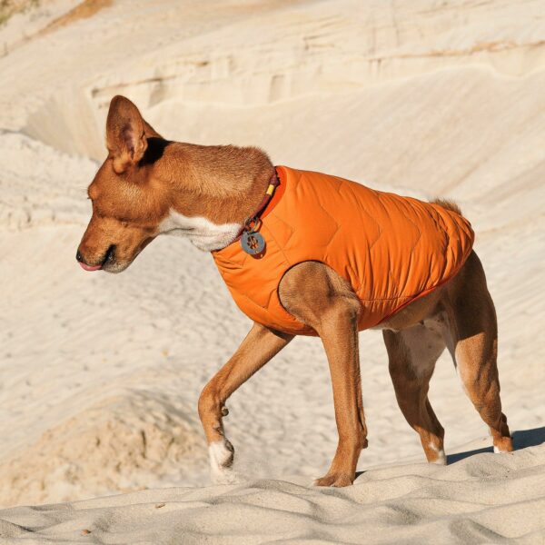Sustainable Eco-Friendly Dog Jacket / Vest - Made in Ukraine - Image 12