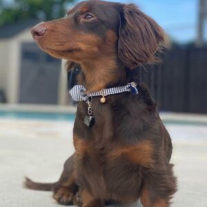 Shungite Pet Charm