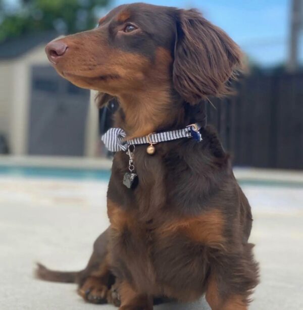 Shungite Pet Charm