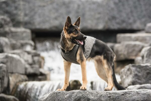 US Army Dog Cooling Vest - Grey - Image 2