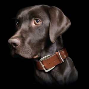 Dallas Collar