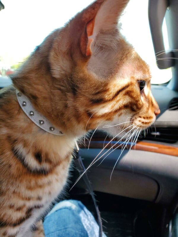 Studded Cat Collars - Image 5