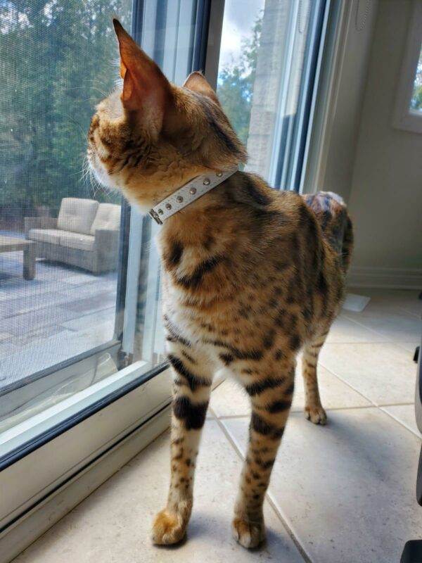 Studded Cat Collars - Image 21