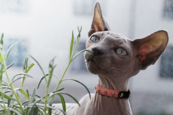Studded Cat Collars - Image 22