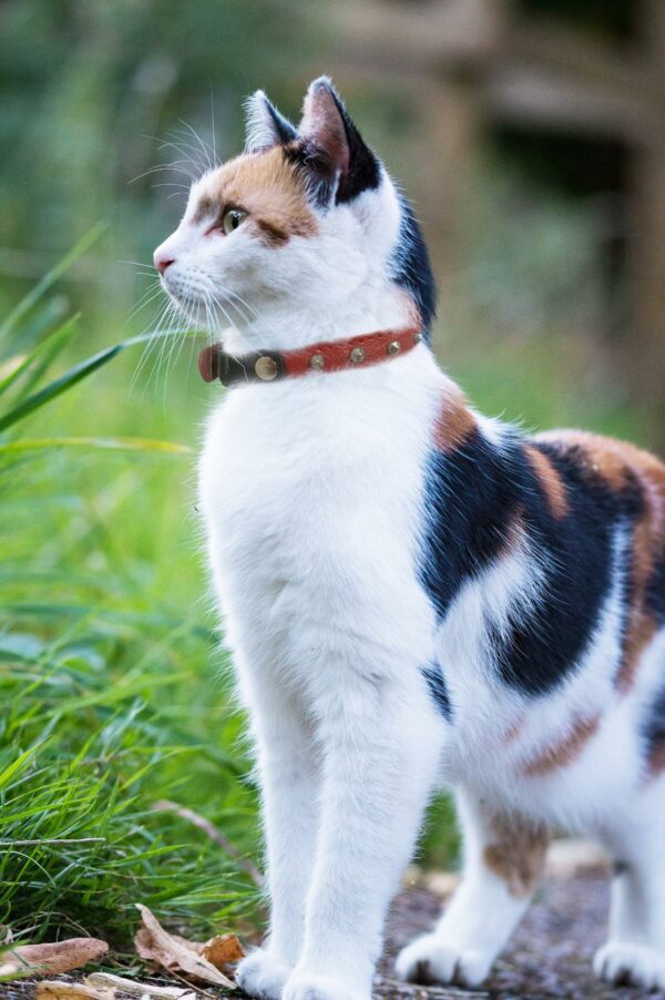 Studded Cat Collars - Image 23