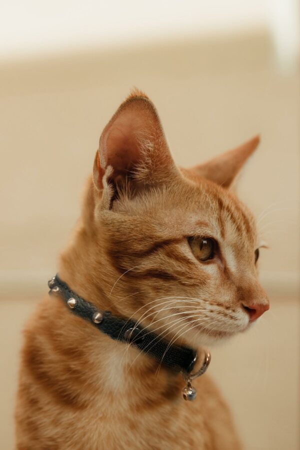 Studded Cat Collars - Image 24