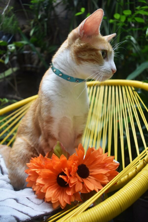 Studded Cat Collars - Image 25