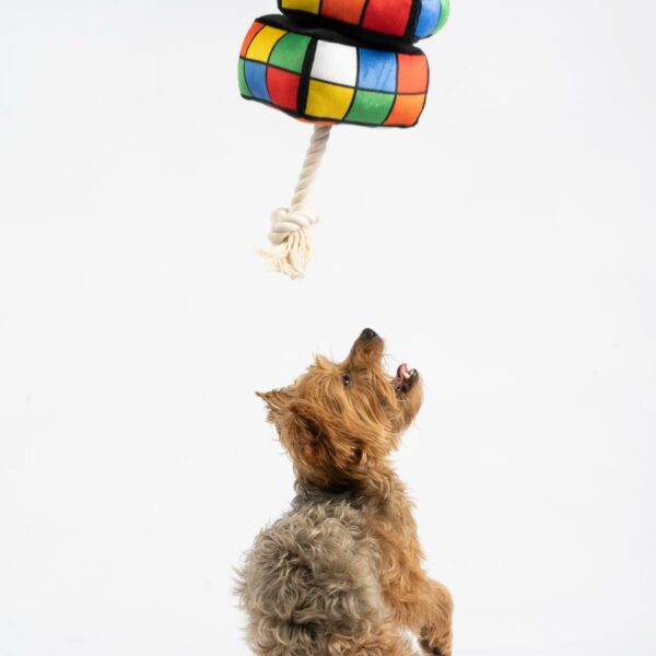 Robix Cube Dog Toy - Image 3