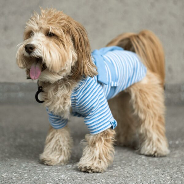 Rubert Waffle Dog Robe - Image 7