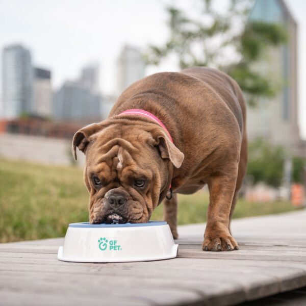 Ice Bowl - Pet Cooling Water Bowl - Image 5