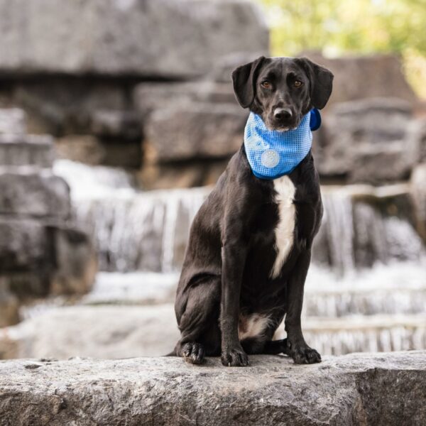 ICE BAND - Dog Cooling Bandana - Image 4