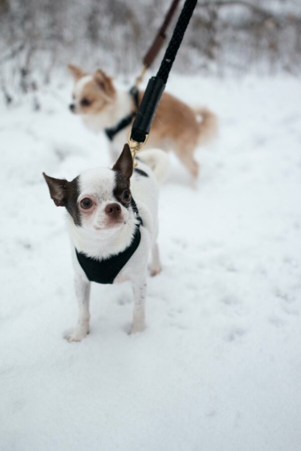 Rope Leash for Dogs (Standalone) - Image 9