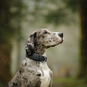 Santa Fe Dog Collar.