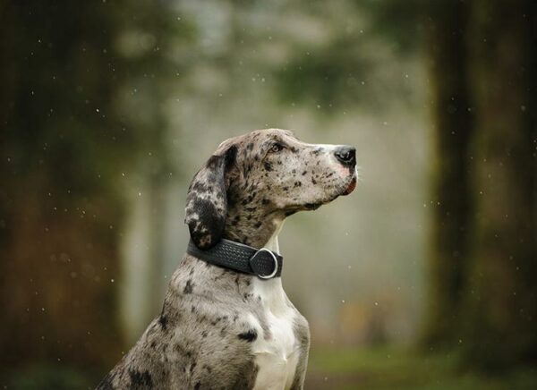 Santa Fe Dog Collar.