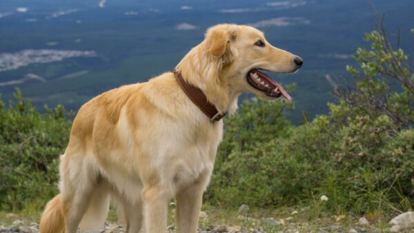 Santa Fe Dog Collar. - Image 24