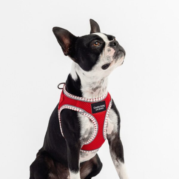 Step-In Dog Harness - Red - Image 2