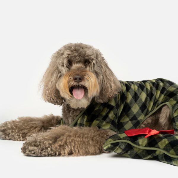 Elf Dog Pjs & Stocking Set - Green Plaid - Image 3