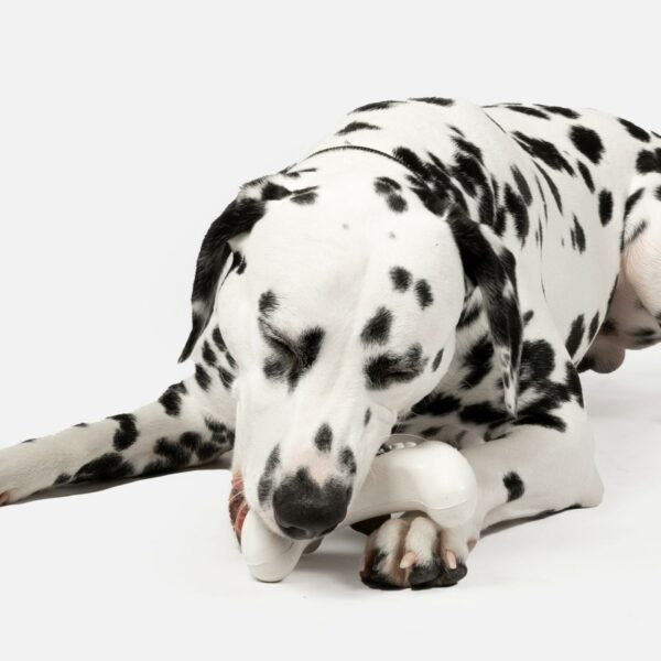 Game Console With Chicken Scent Dog Toy - Image 7