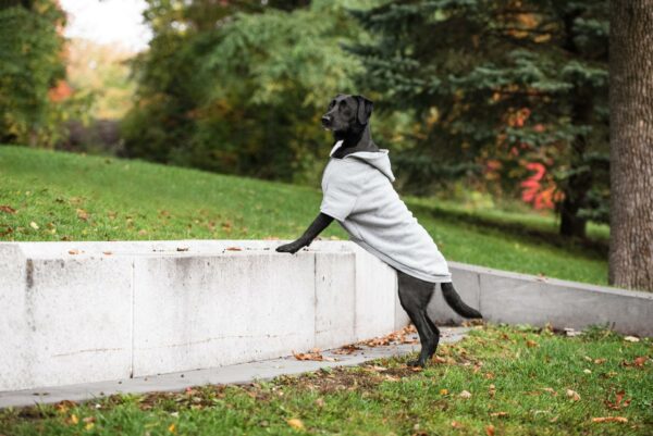 Brave Bark Hooded Dog Fleece - Heather Grey - Image 3