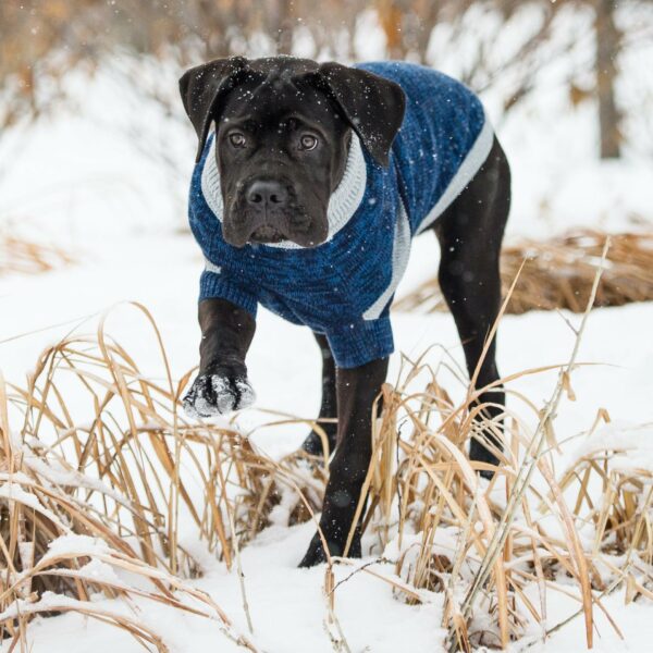 Trekking Sweater - Blue - Image 4